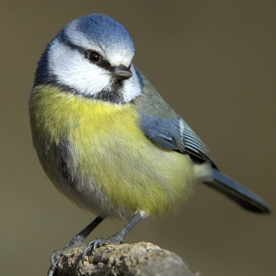 Blaumeise
