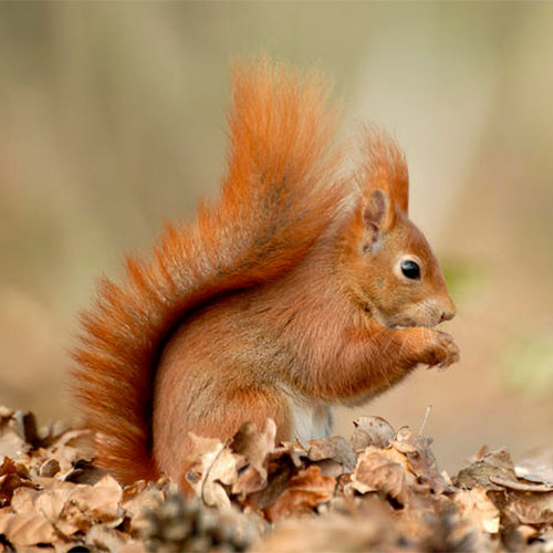 Eichhörnchen