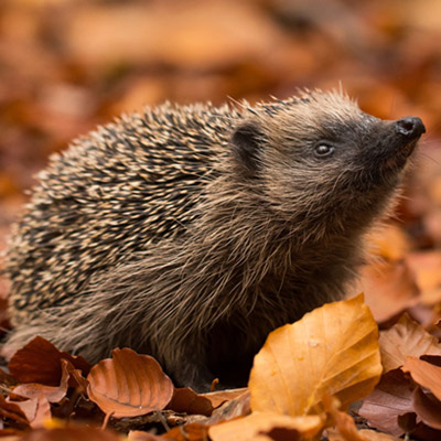 Igel
