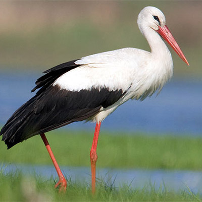 Storch