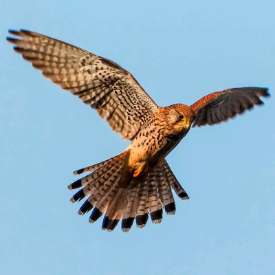 Turmfalke